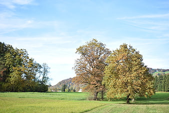 Serene autumn landscape with golden trees and green meadow