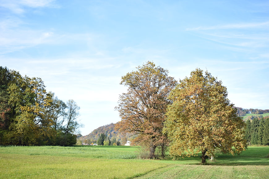 Serene autumn landscape with golden trees and green meadow