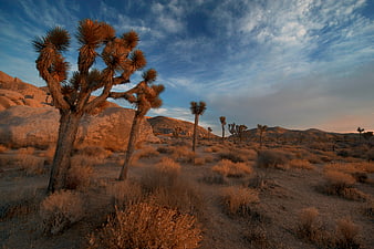 Joshua Tree Desert Landscape at Golden Hour