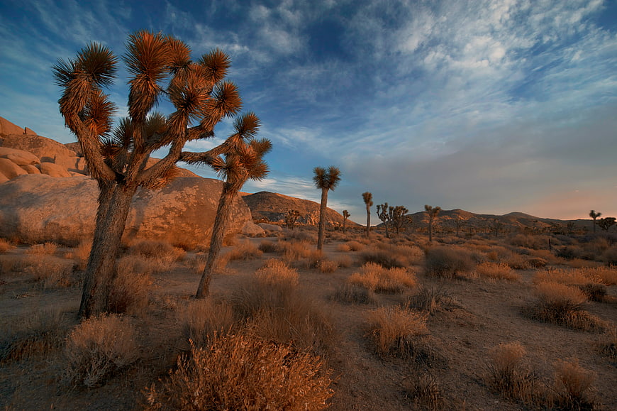 Joshua Tree Desert Landscape at Golden Hour