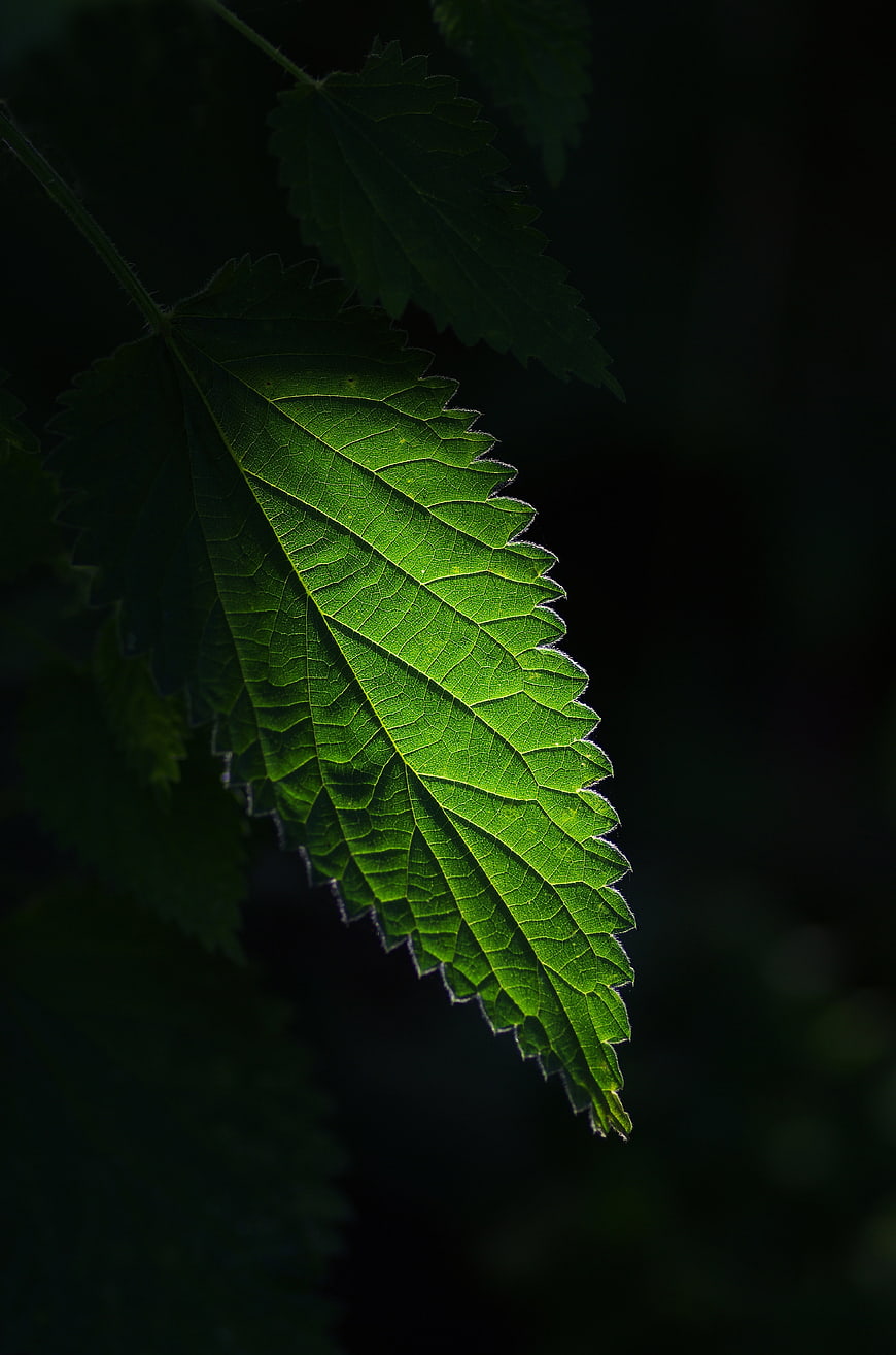 Close-up of vibrant green nettle leaf with detailed veins