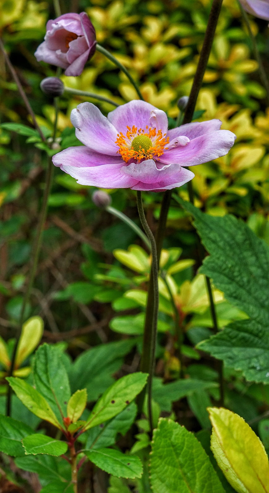 Pink Japanese Anemone Flower in Garden