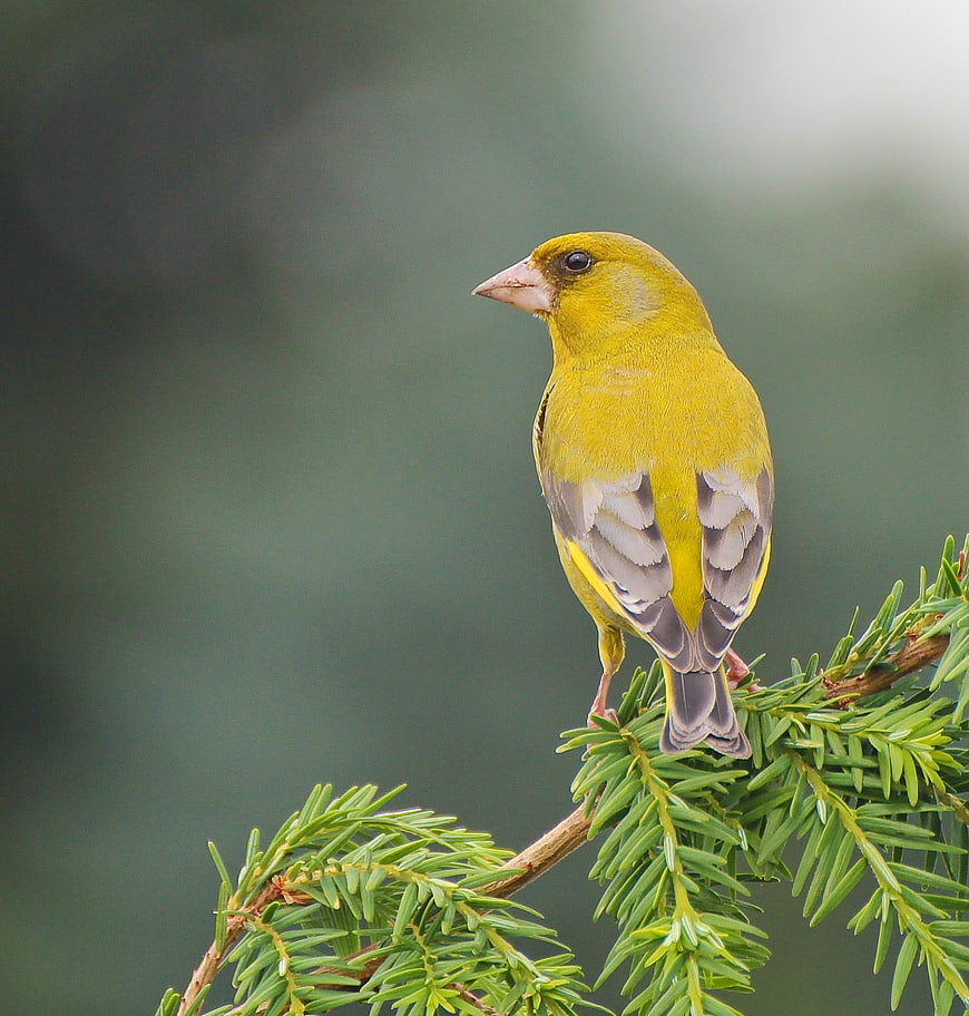 European Greenfinch Perched on Pine Branch