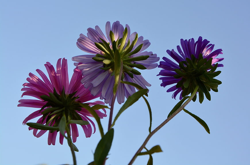 Purple and Pink Asters Against Blue Sky