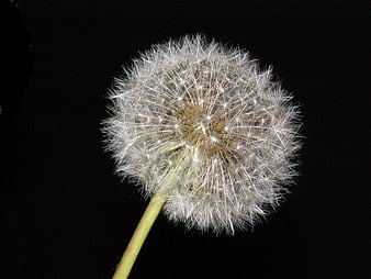 Close-up of a dandelion seed head on a black background