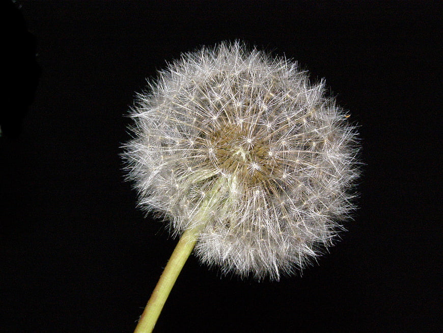 Close-up of a dandelion seed head on a black background