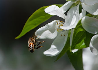 Honeybee Approaching White Apple Blossom in Spring