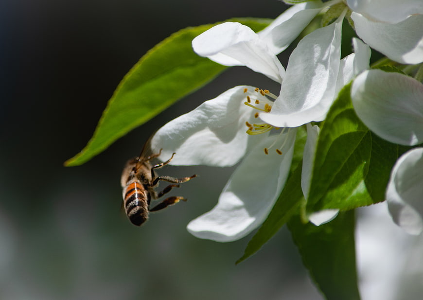 Honeybee Approaching White Apple Blossom in Spring