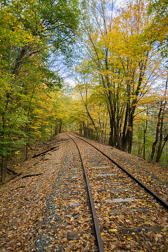 Autumn Train Tracks Winding Through Colorful Forest