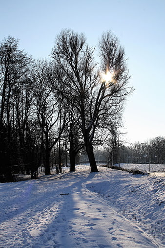 Sunlight shining through bare winter trees on snowy path