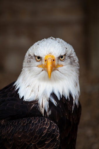 Close-up portrait of a bald eagle with intense gaze