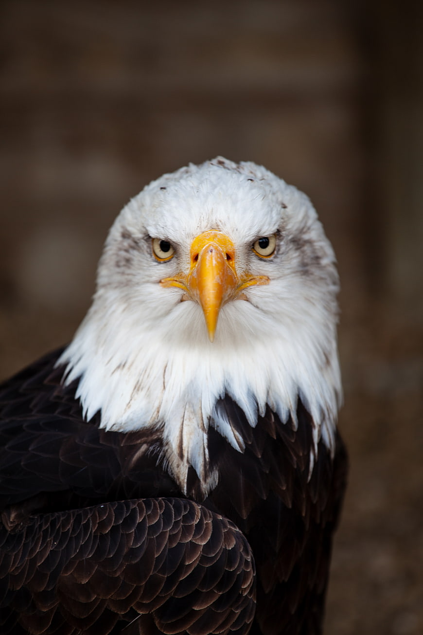 Close-up portrait of a bald eagle with intense gaze