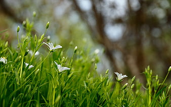 White Starry Flowers in Green Grass with Bokeh Background