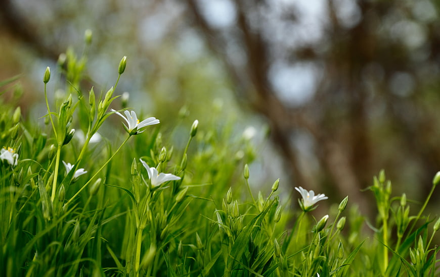 White Starry Flowers in Green Grass with Bokeh Background