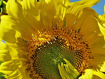 Vibrant Close-Up of a Sunflower Center and Petals