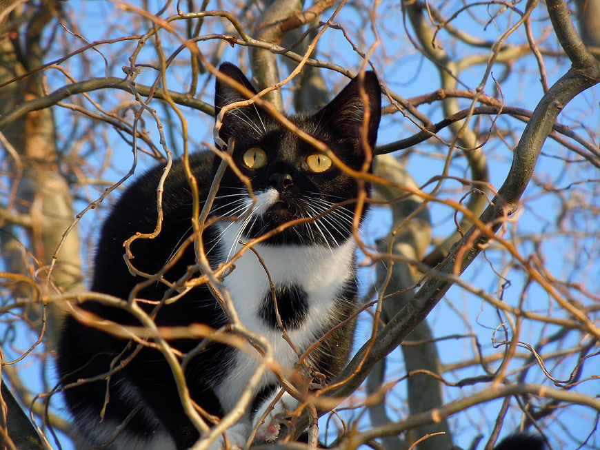Black and white cat perched in bare tree branches