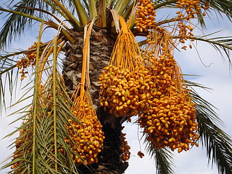 Ripe Orange Dates Hanging From A Date Palm Tree