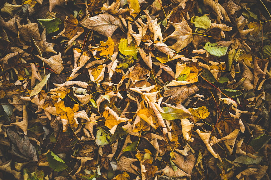 Top View of Dried Autumn Leaves on Forest Floor