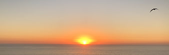 Panoramic Sunset Over Calm Ocean with Flying Bird