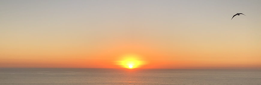 Panoramic Sunset Over Calm Ocean with Flying Bird