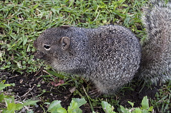 Close-up of a gray squirrel foraging in green grass