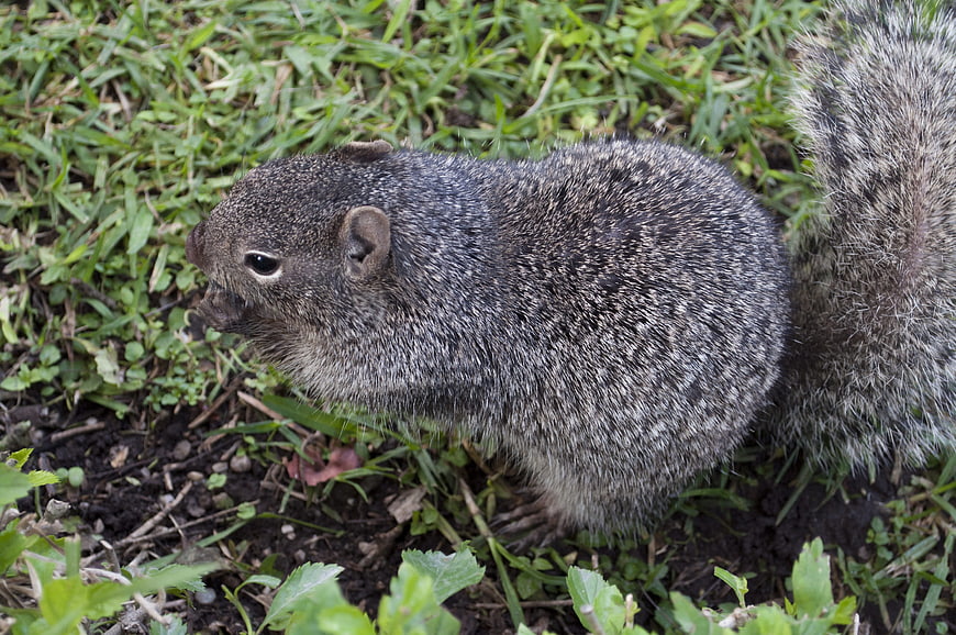 Close-up of a gray squirrel foraging in green grass