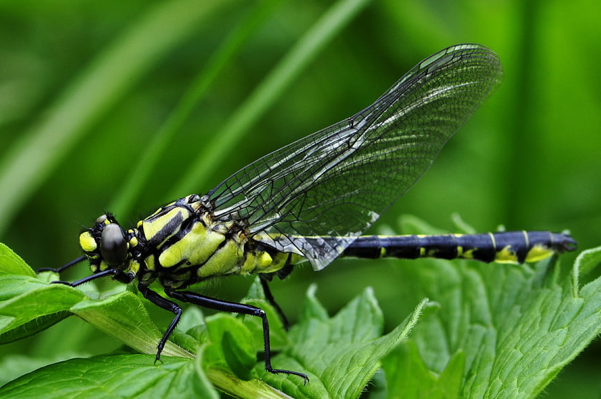Close-up of Black and Yellow Dragonfly on Green Leaf