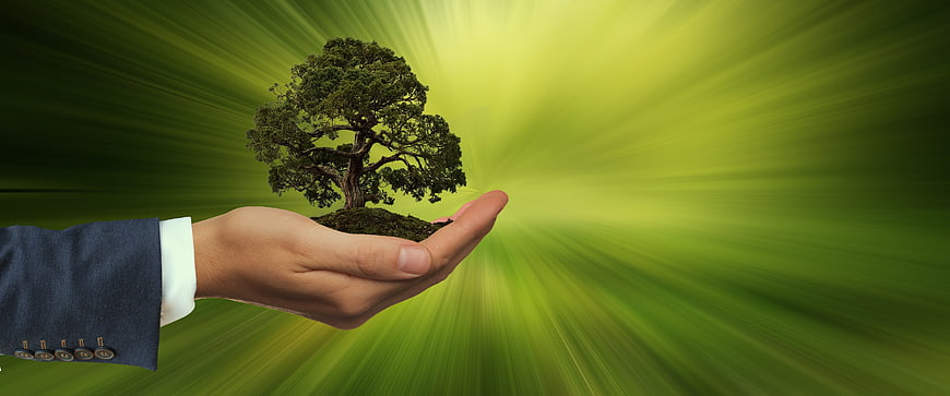 Hand holding tree with green background