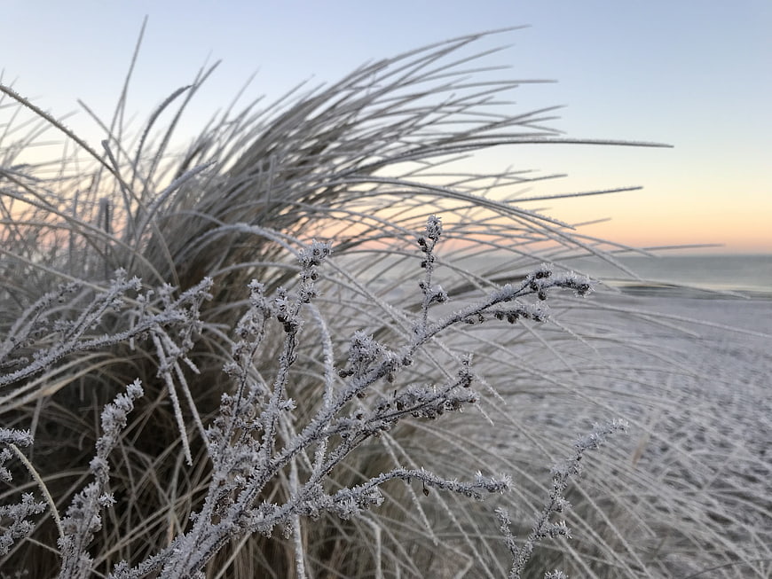 Frost-covered beach grass at sunrise with ocean background