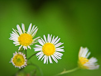 Close-up of White Daisies with Yellow Centers on Green Background