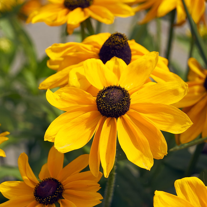 Close-up of vibrant yellow Rudbeckia flowers in a garden