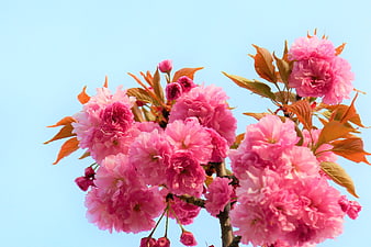 Pink cherry blossoms blooming against a clear blue sky