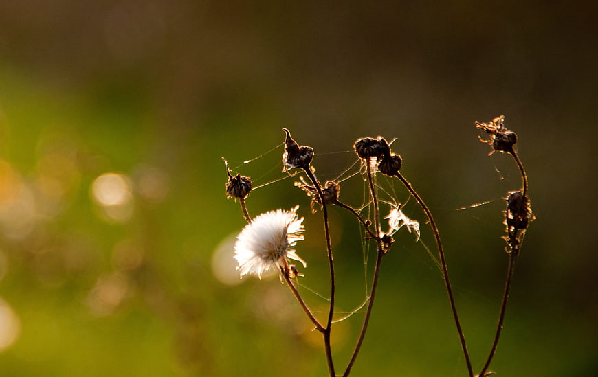 Dried Dandelion Seed Head Backlit by Golden Autumn Sunlight