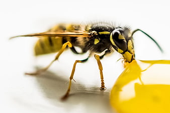 Macro Close-Up of Yellow Jacket Wasp Feeding