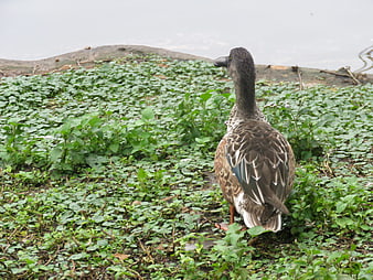 Brown Duck Standing in Green Vegetation by Water
