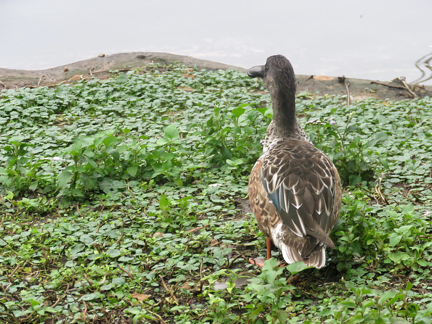 Brown Duck Standing in Green Vegetation by Water