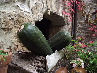 Large green zucchini squash on rustic stone garden wall