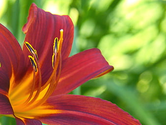 Close-up of vibrant red daylily flower with yellow center