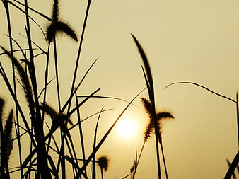 Silhouette of tall grass against golden sunset sky