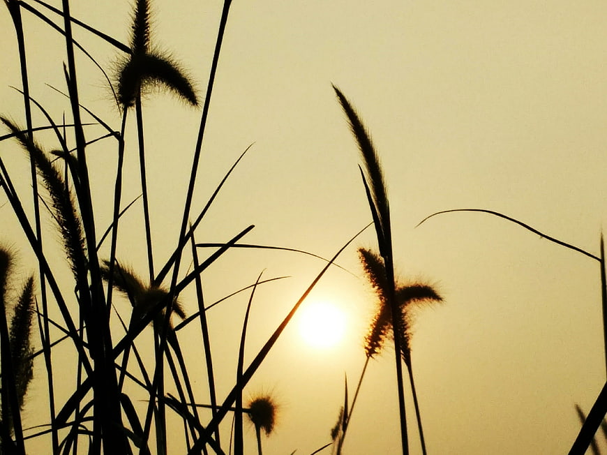 Silhouette of tall grass against golden sunset sky
