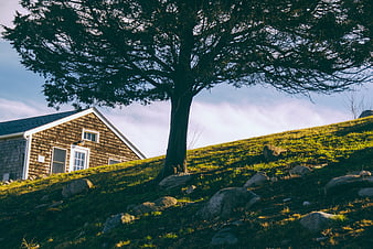 Shingled house on grassy hill with large tree