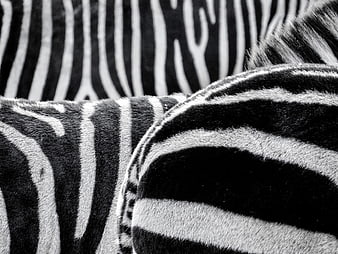 Close-up of zebra stripes in black and white