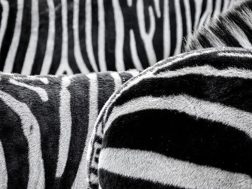 Close-up of zebra stripes in black and white