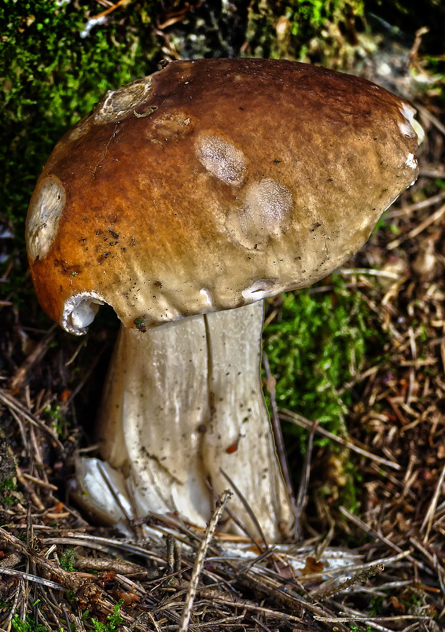 Close-up of a brown mushroom on a mossy forest floor