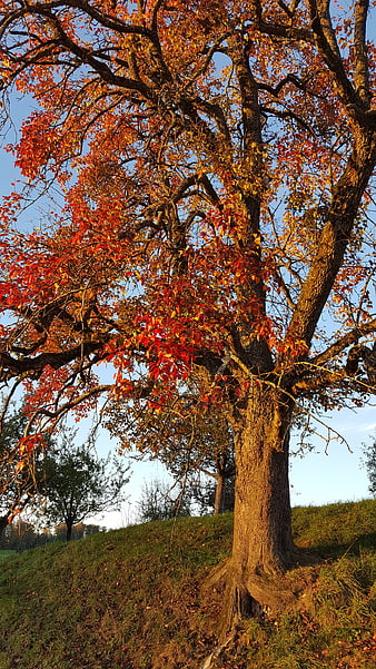 Majestic Pear Tree with Vibrant Red Autumn Leaves in Golden Light
