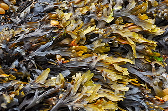 Close-up of wet bladderwrack seaweed on rocky beach