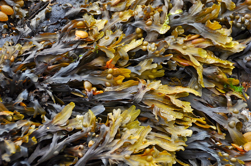 Close-up of wet bladderwrack seaweed on rocky beach