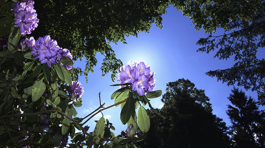 Purple Rhododendron Flowers Against Blue Sky