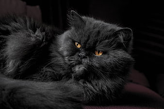 Portrait of a fluffy black Persian cat with amber eyes