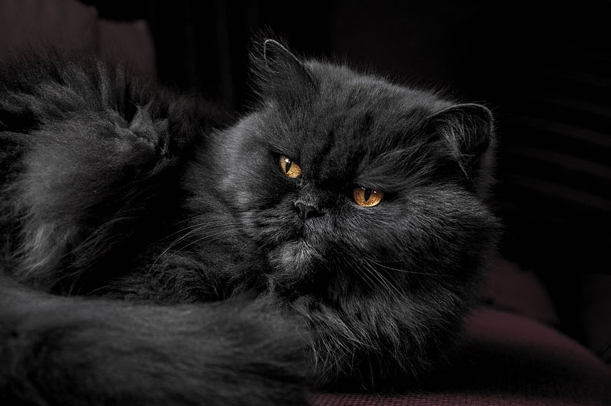 Portrait of a fluffy black Persian cat with amber eyes